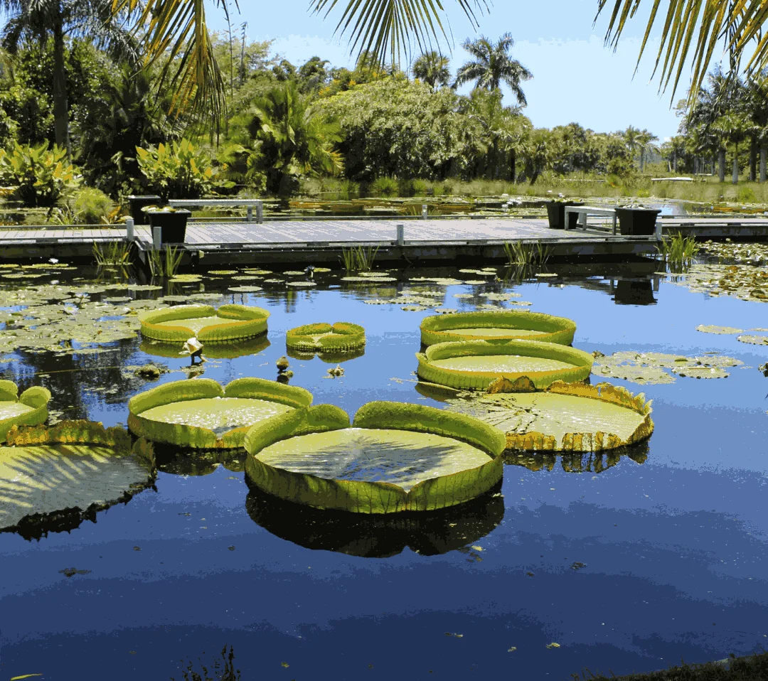 Naples Botanical Garden
